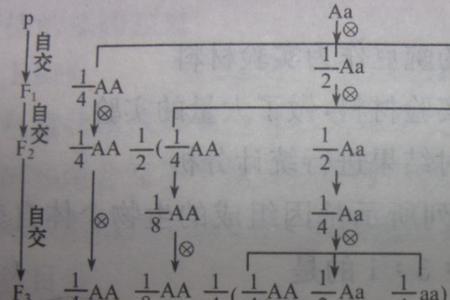 三倍体自交产生的基因型