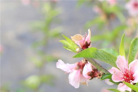 桃花一年四季的颜色