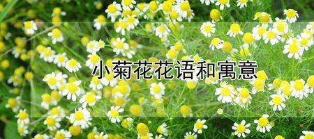 果香菊花花语