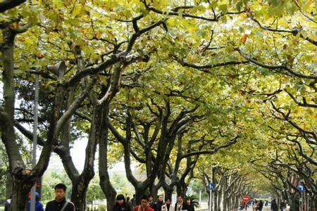 上海师范大学第一个校区是哪个