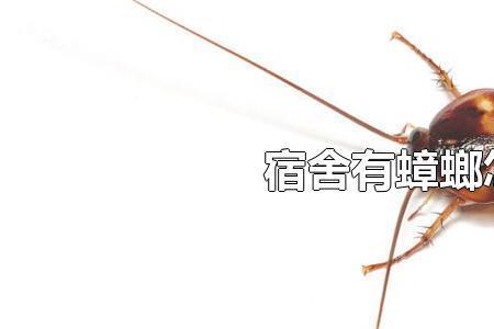 把缝隙堵住蟑螂会死吗