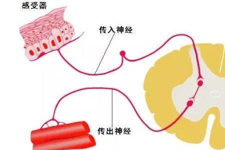 神经反射是谁提出的