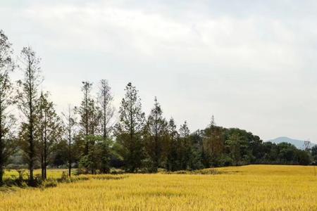 稻花飘香是什么季节