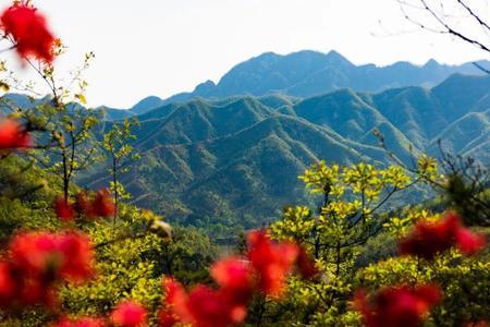 绿遍山原什么满山