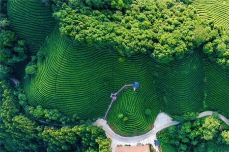 古诗茶园心境淡然七绝诗句