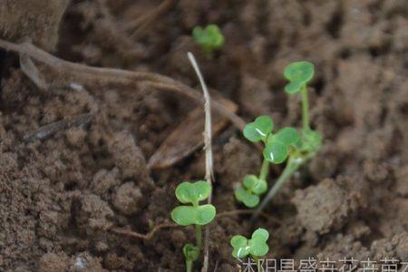 田干如何种油菜