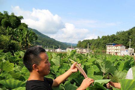 小农经济种植技术