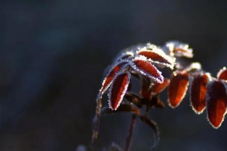 风霜雪剑的意思