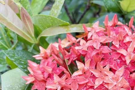 龙船花孕育花蕾时候能施肥吗