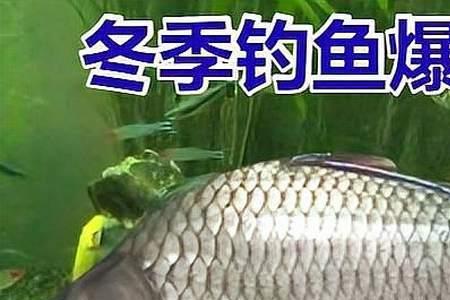 有口无鱼钓鱼口诀