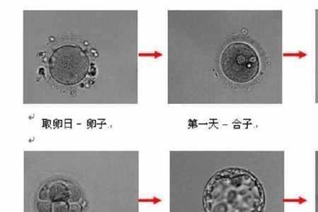 鲜胚801是什么意思