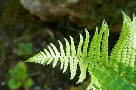 蕨类植物叶背上的是什么