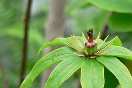 七叶一枝花在河北省能种吗