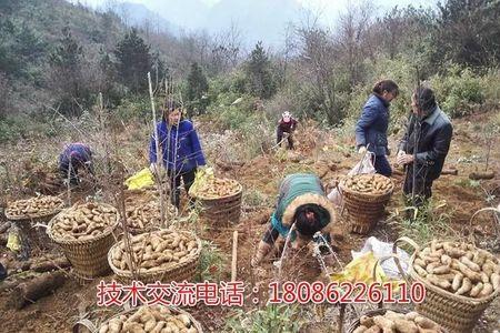 天麻最快最简单的种植方法