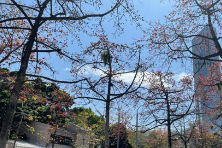 中山的市花