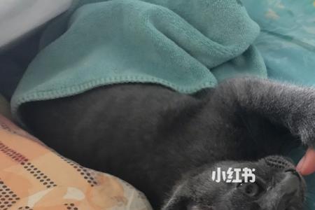 猫咪下次绝不放手出自于哪里