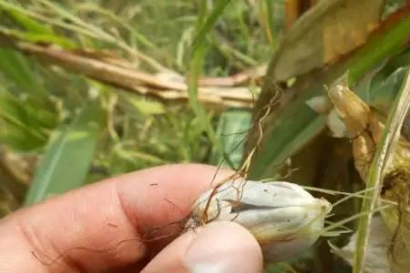 玉米笼子怎样挡雨