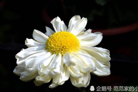 521送菊花什么意思