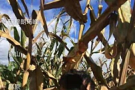 来玉1819玉米种审定公告