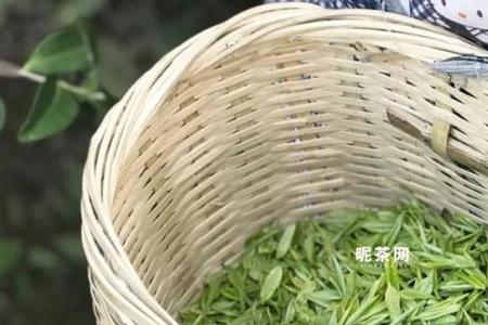 安吉白茶银霜是什么意思