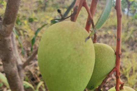 桂花果泡酒要生果还是熟果