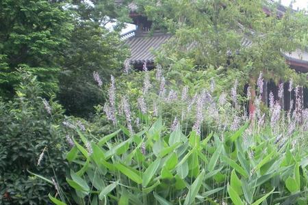 一捏就炸的水生植物