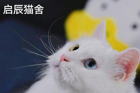 狮子猫一胎能生几只