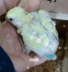 金顶白面澳桂幼鸟有什么特征