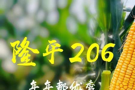 龙平206玉米种多少天成熟