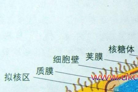 原核真核细胞的种类及从属关系