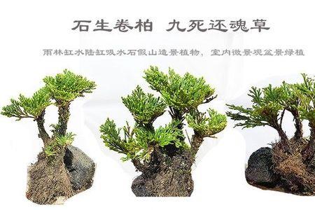 蓬莱松可以种在吸水石上吗