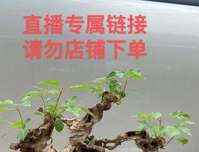 黄荆盆景会结果吗