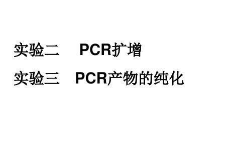 PCR产物的检测方法有哪些