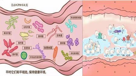 益生菌是什么行业