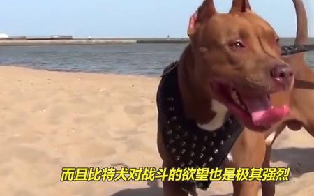 在市区养比特犬还带出来遛弯