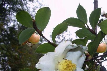 茶油树保花药