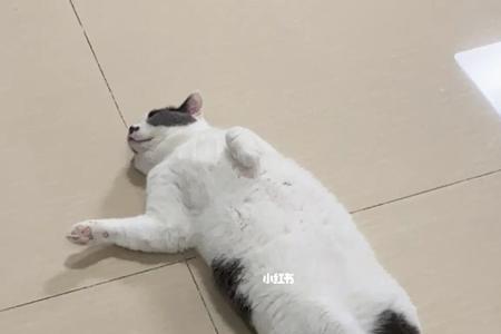 为什么养猫咪养一只死一只