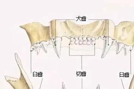 猫咪恒齿是哪里