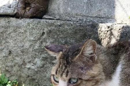 流浪猫喜欢别人给它洗澡吗