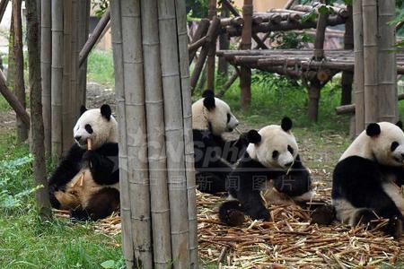 全国濒危动物繁育基地