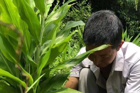 洋荷种植前景和利润