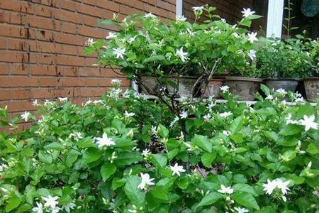 茉莉花怎样种植