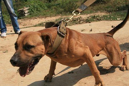 比特犬性格好和坏区别