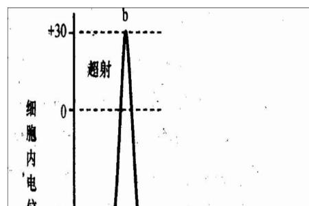 产生动作电位下降相是什么意思