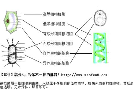 水绵分类地位