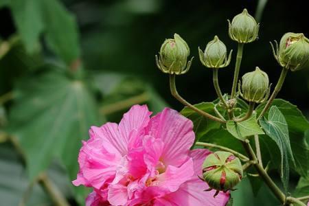 芙蓉花叶片喷水好吗