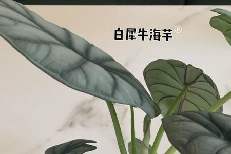 白犀牛海芋怎么过冬