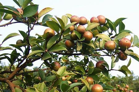 茶油怎么邮寄