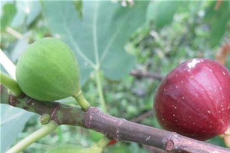 无花果鲜切花需要养水吗