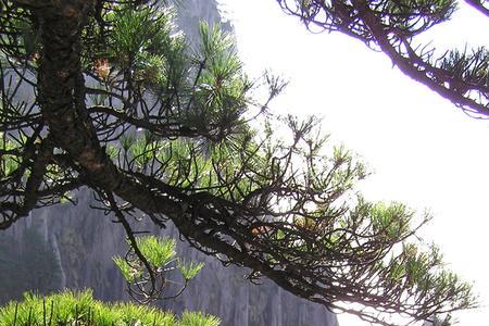 人工黄山松和山采黄山松区别